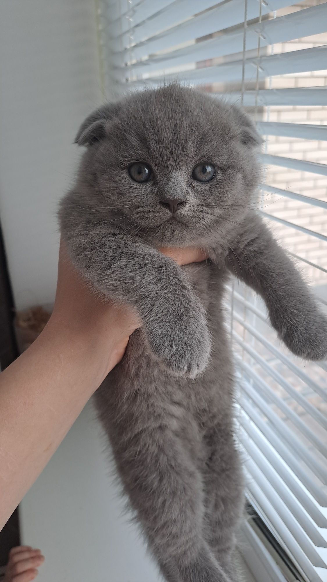 Кошеня висловухе