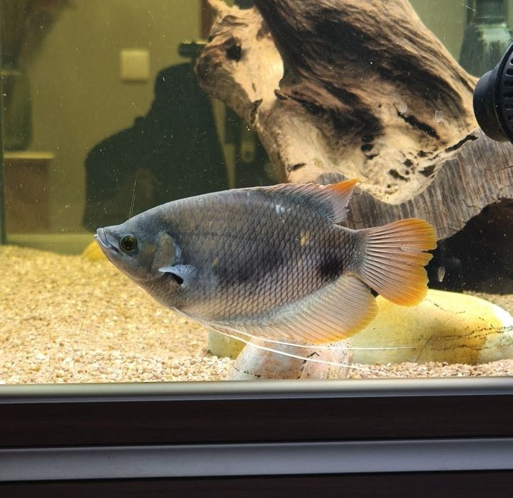 2 Gouramis gigante red tail