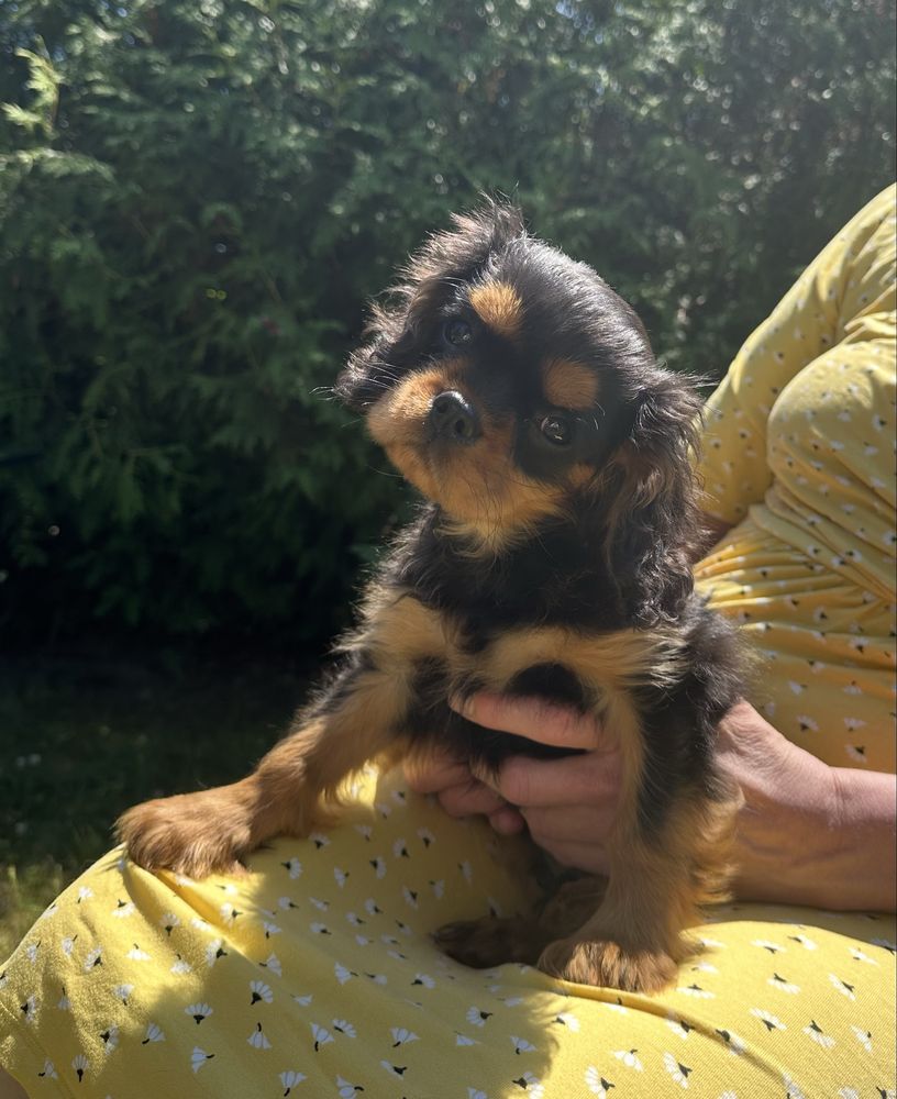 Cavalier King Charles Spaniel- piesek ZKwP