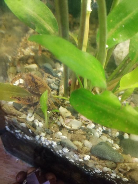 Kraby akwariowe własna hodowla