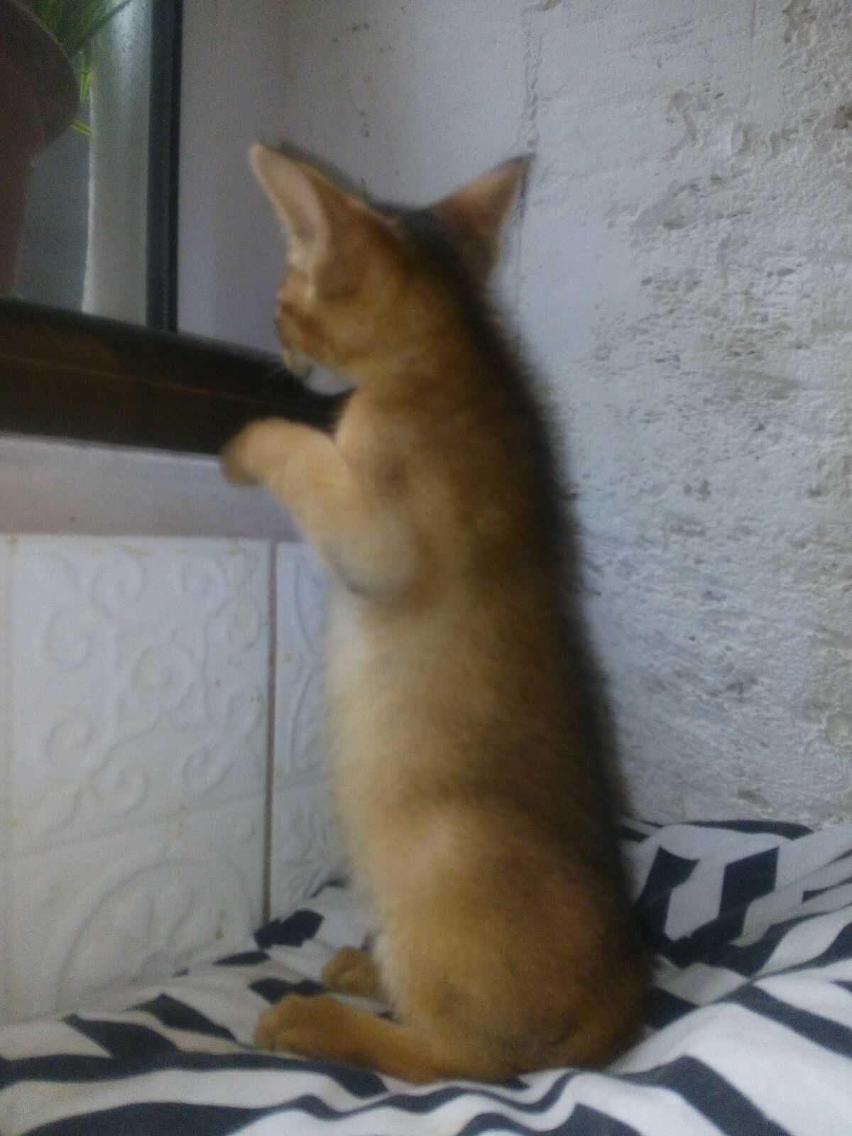 абиссинский котенок готов стать вашим любимчиком
