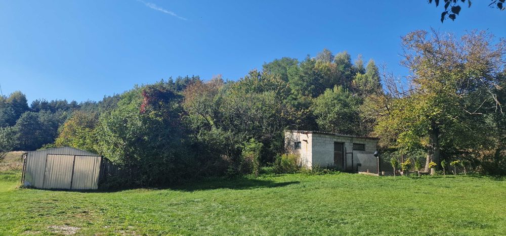 Oddam drzewo za darmo