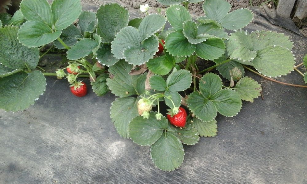 Россада клубіки АЛЬБІОН оригінал