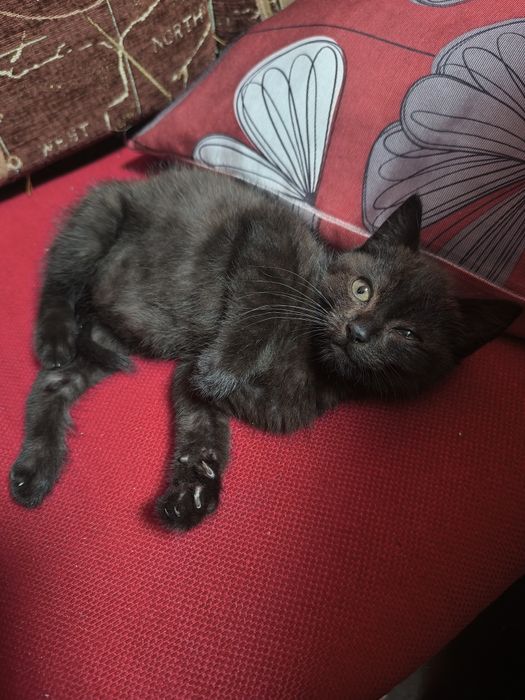 Кошенятко в добрі руки