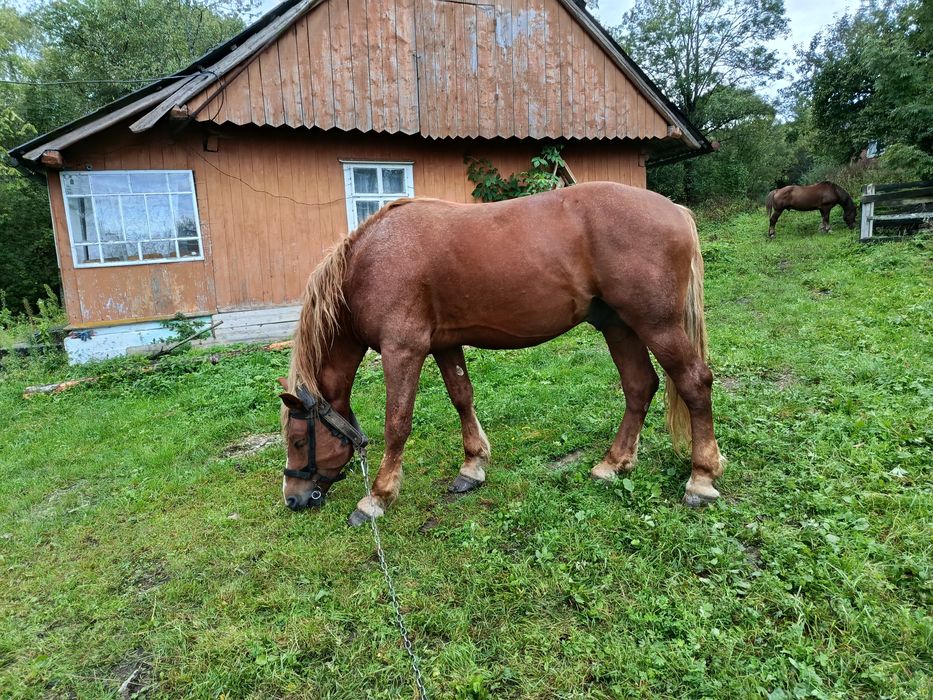 Продам сильного коня