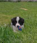 Border collie - suczka po championie ZKwP