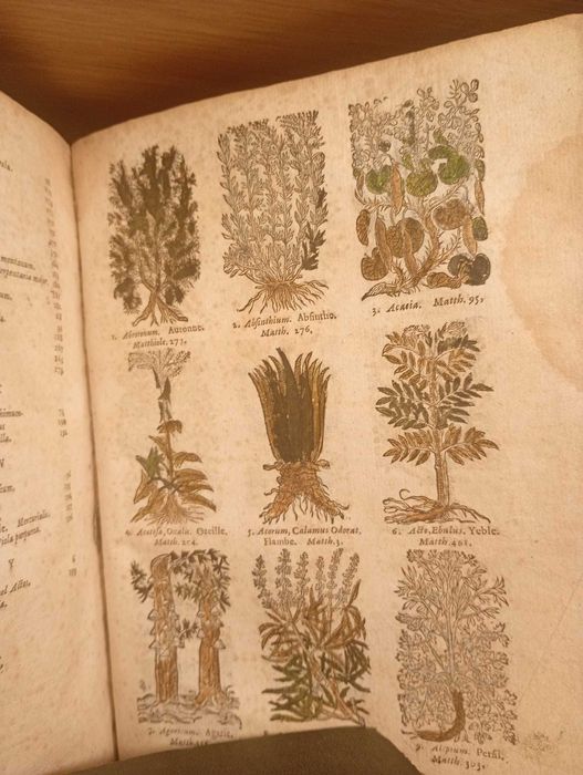 Starodruk 1664 Medycyna i Botanika Podręcznik - 229 Rycin - Anatomia