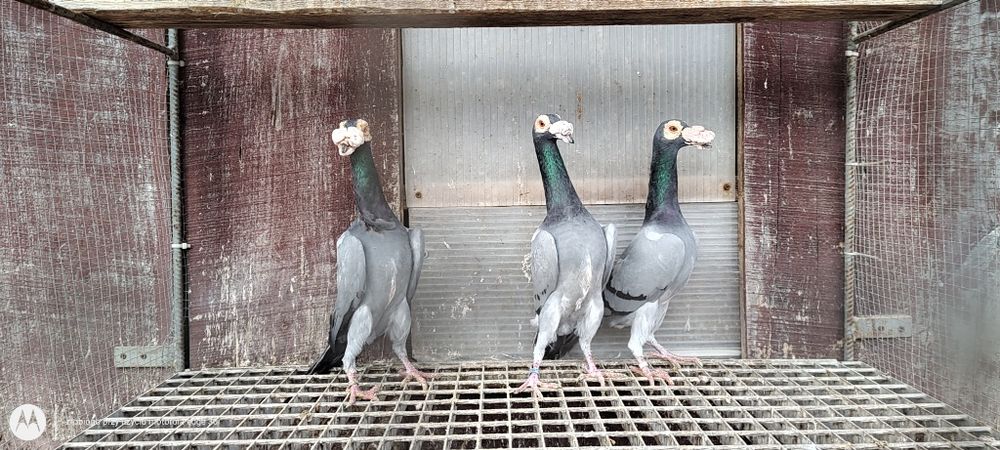 Kariery gołębie kariery