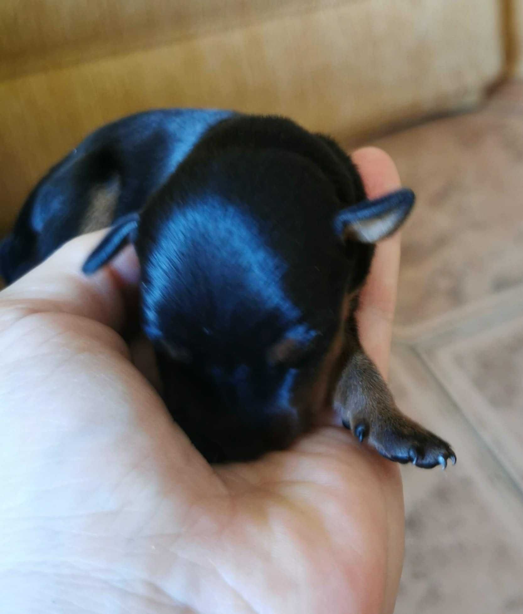 Pinczer miniaturowy szczenię  rodowód ZKwP (FCI)
