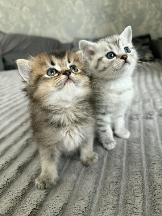 Кошенята сріблястої шиншили