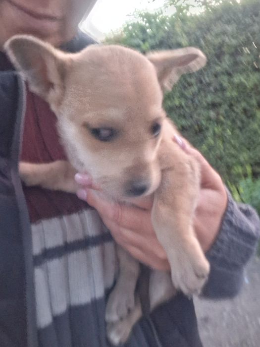 Безпритульні тваринки