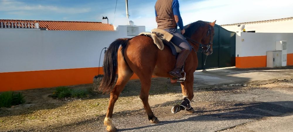 Cavalo castrado bem montado muito mansinho ideal para qualquer pessoa