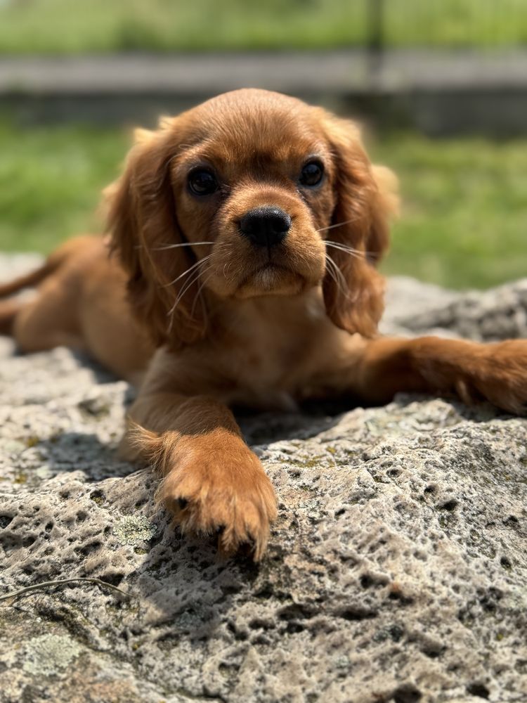 Piesek ruby -Cavalier King Charles Spaniel