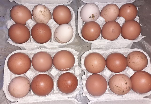 Ovos caseiros, de galinhas