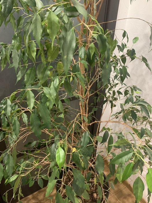 Продам фікус для дому, офісу