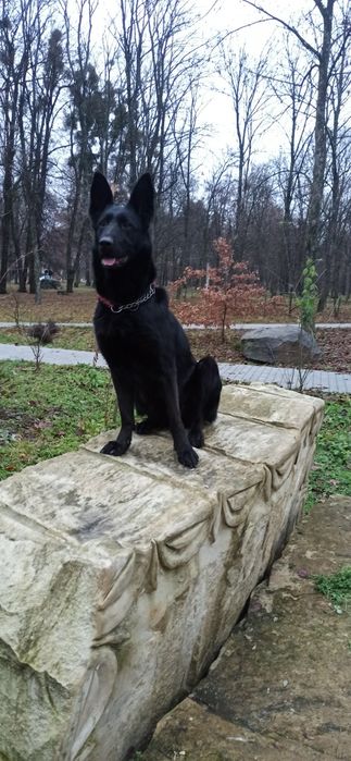 Цуценята німецької вівчарки  чорного окрасу!!!