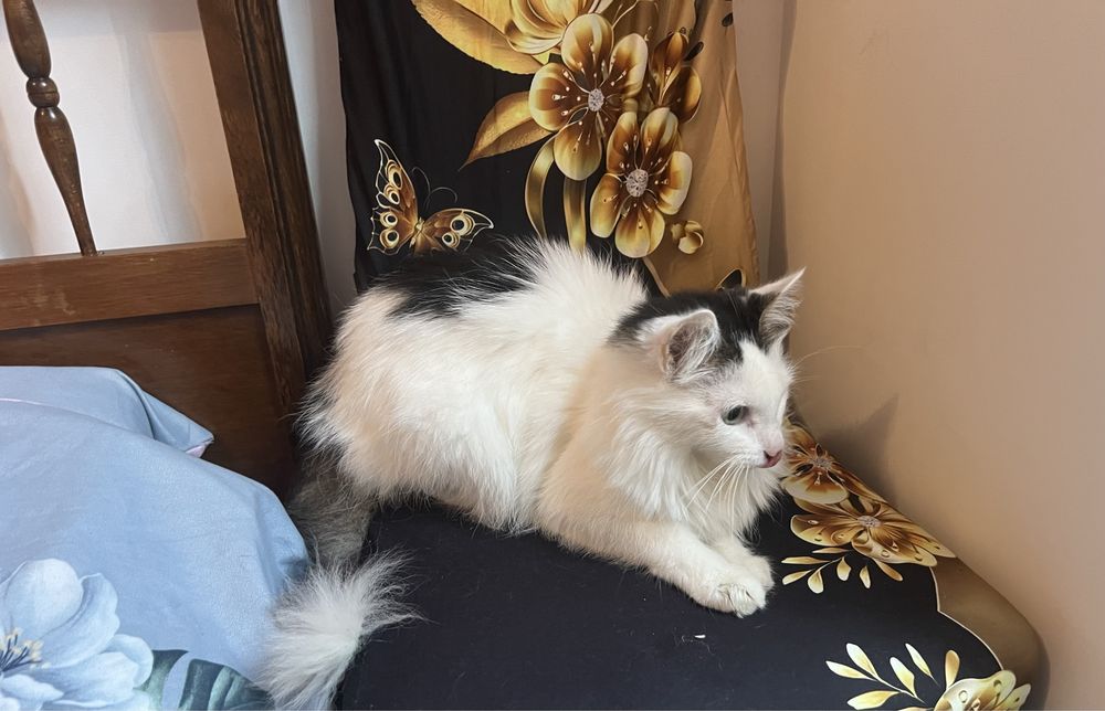 Cudowny Lizak szuka domku