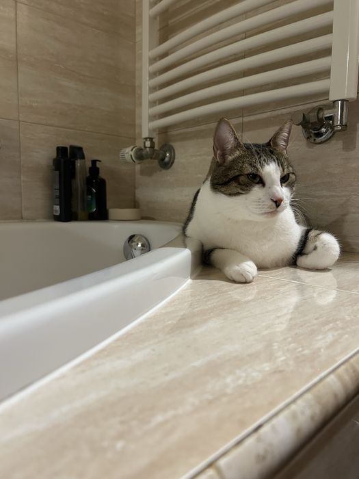 Oddam Kotka w bardzo dobre recę