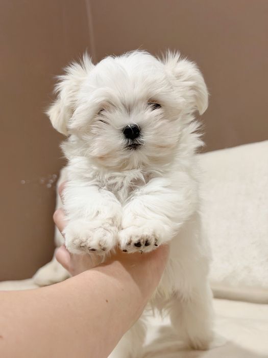 Дівчинка мальтезе Корея з документами КСУ