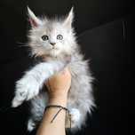 Maine coon rodowód fpl fife kocurek