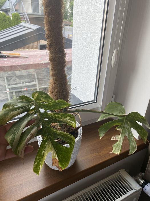 Monstera variegata sadzonki już z ładnym systemem korzeniowym