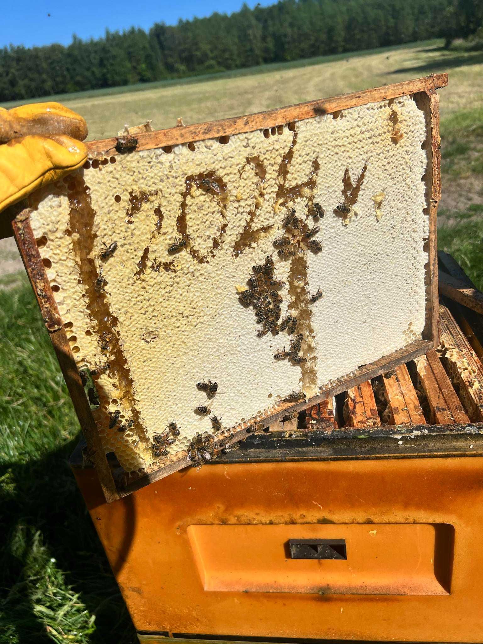miód wielokwiatowy świeży tegoroczny pasiek roje ule odkłady matki
