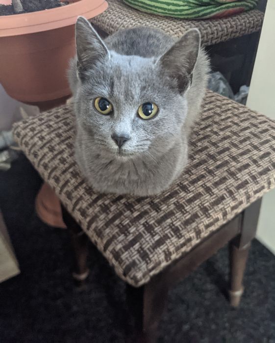 Отдам в добрые руки красивую кошечку