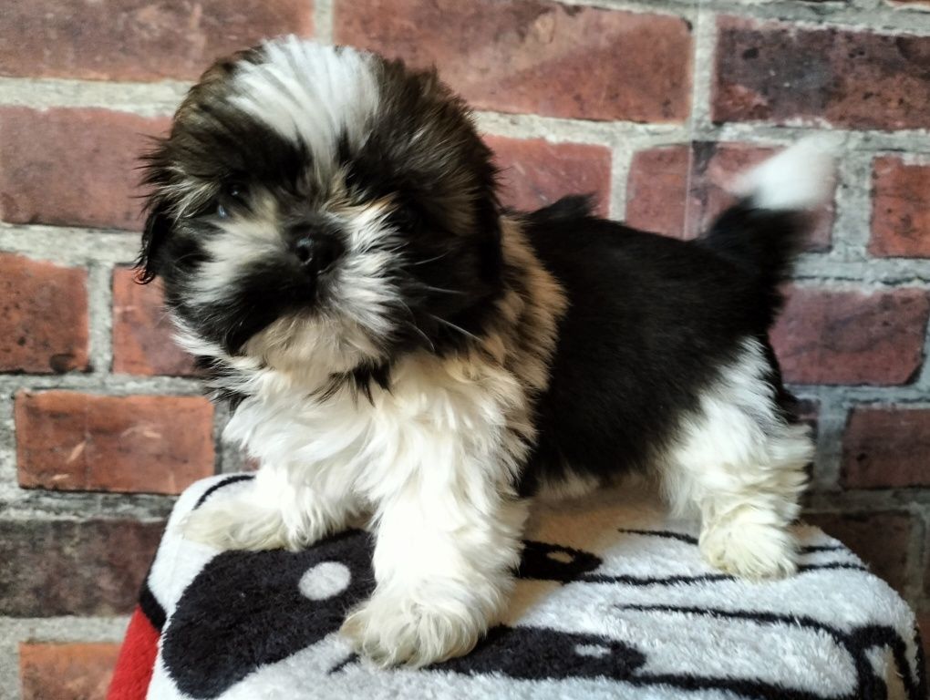 Śliczny piesek shih-tzu MINI