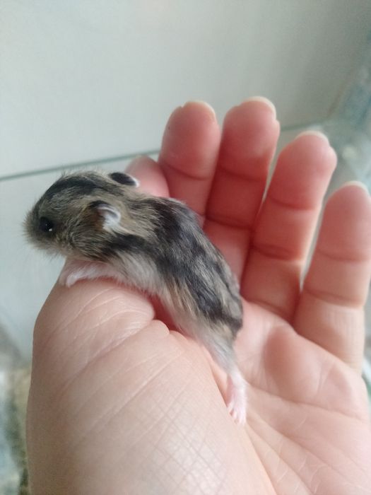 Хом'ячки джунгарики