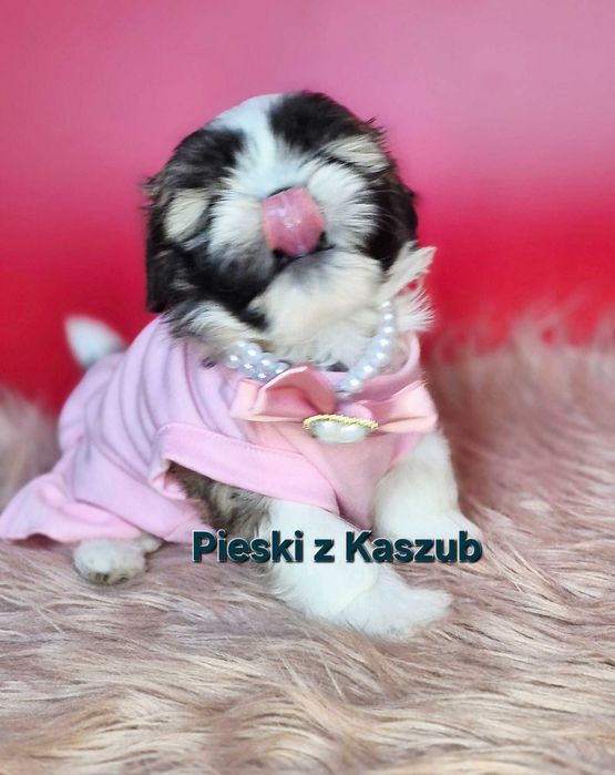 Shih-tzu Ost.Dziewczynka Rezerwacji typ Amerykańsko-Europejski