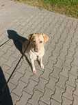 Labrador ma 3 lata
