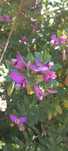 Polygala myrtifolia (  arbusto borboleta )
