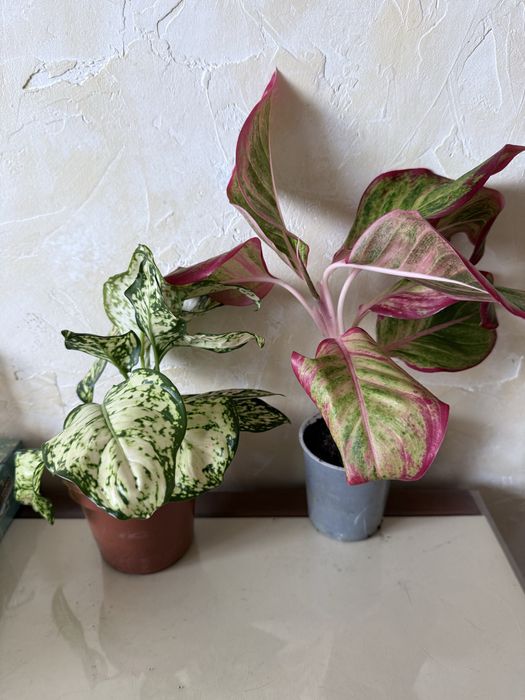 Набір з двох видів. Аглаонема