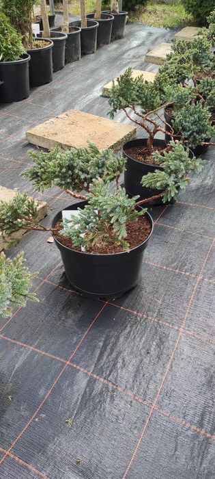 Jałowiec formowany 200cm.  Bonsai
