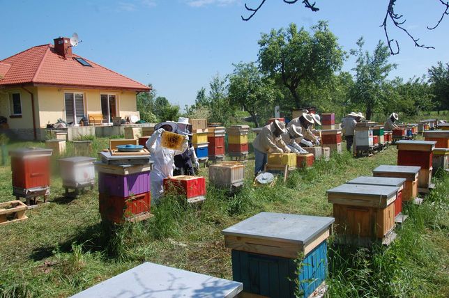 Intensywny Praktyczny Kurs Pszczelarski dla Początkujących - 2022