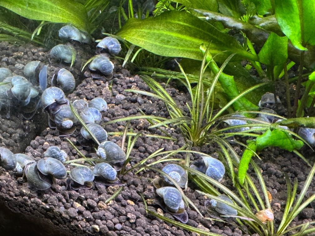 Ampularias azuis