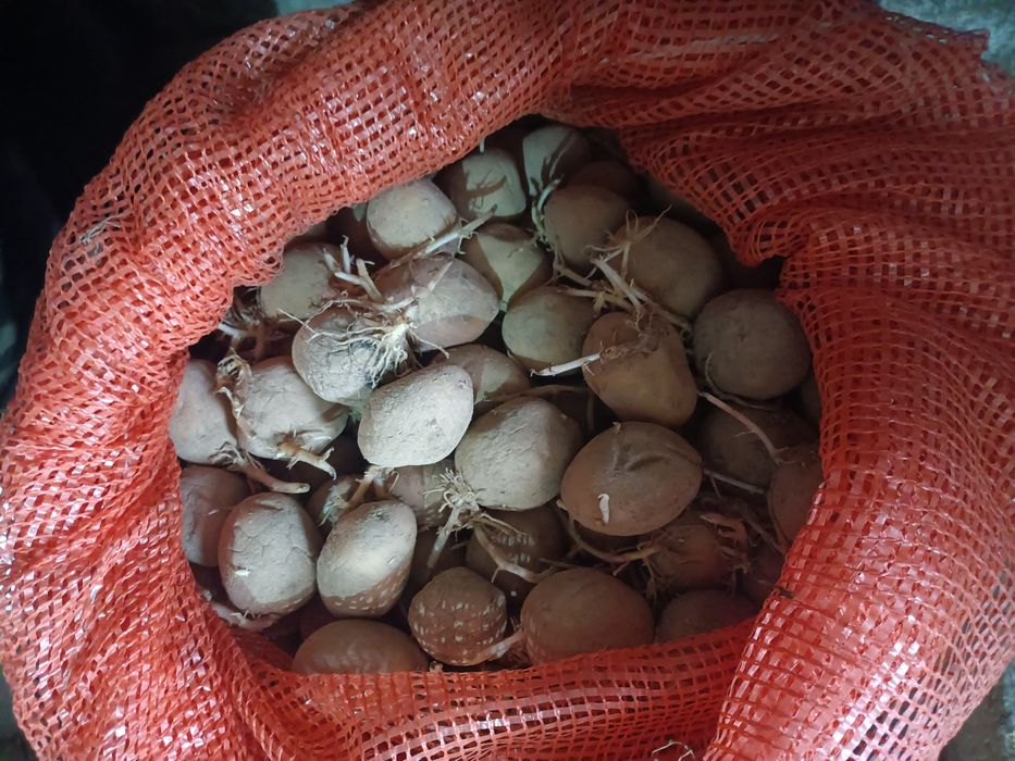 Sprzedam sadzeniaka gale