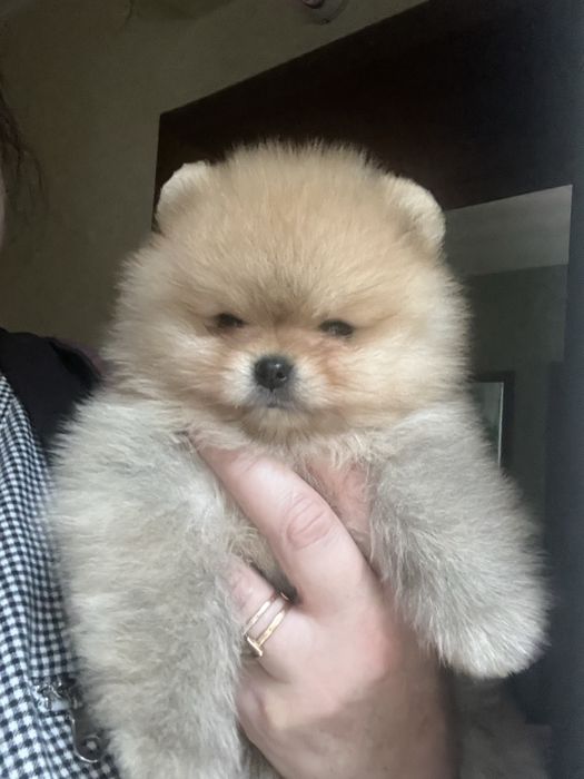 Настоящий медвежонок.