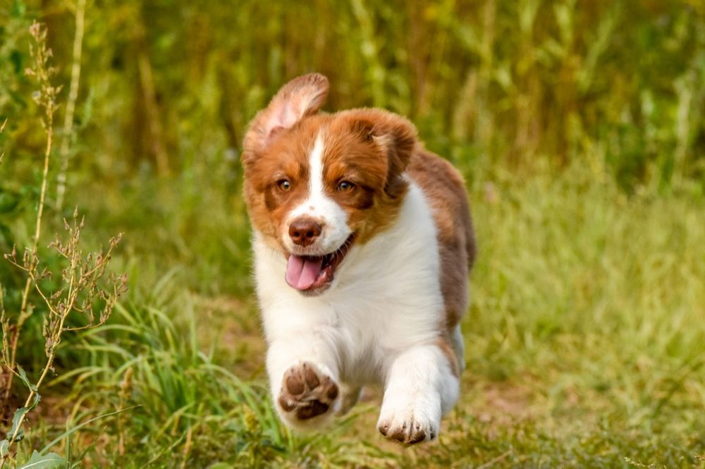 Цуценята Австралійської вівчарки (ауссі)