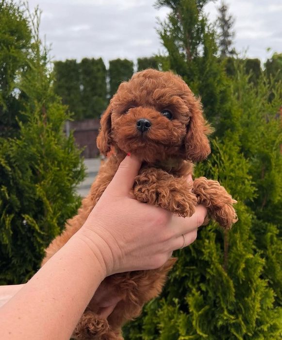 Той пудель ред.  браун . красавчік