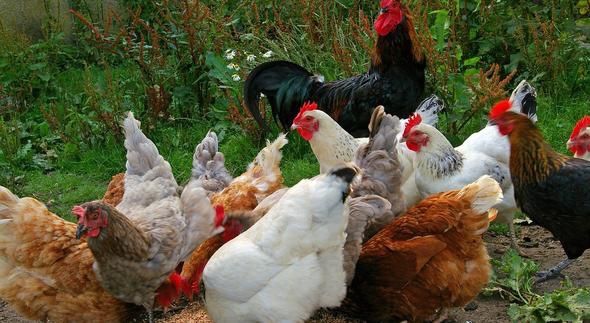 Galinhas poedeiras de várias raças/ mil flores, leghorn perdiz.