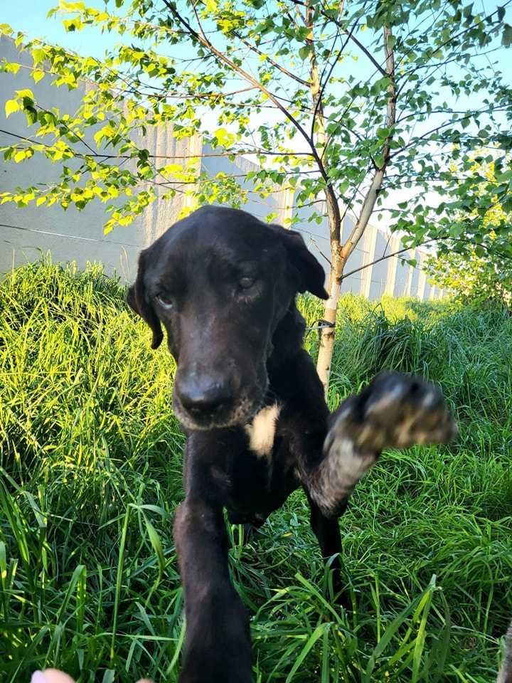 Neruś w typie czarnego labradora szuka domu