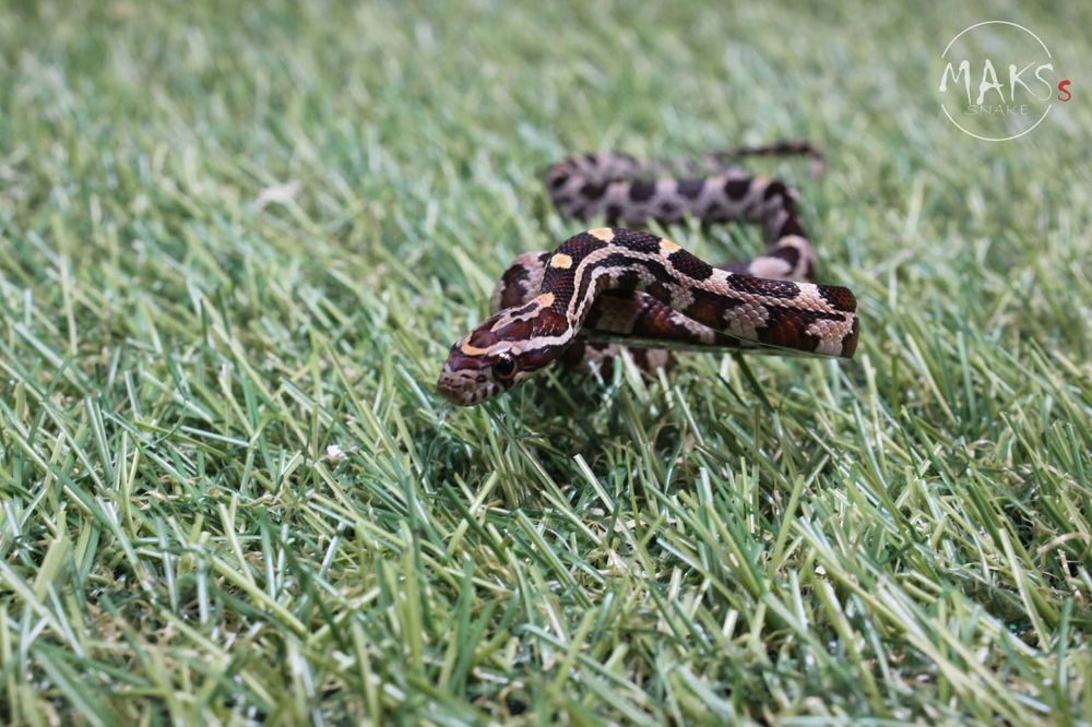 Wąż zbożowy - Classic (po Okeetee) - nadwyżka hodowlana