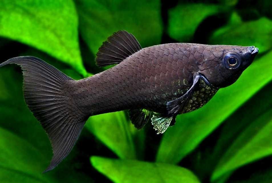 Molinezja  (Poecilia sphenops) różne odmiany barwne WYSYŁKA AKWAWIN