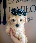 Maltipoo F1 cudna suczka z Dokumentami
