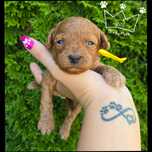 Maltipoo bichpoo  loki charakter badania paszport wyprawka