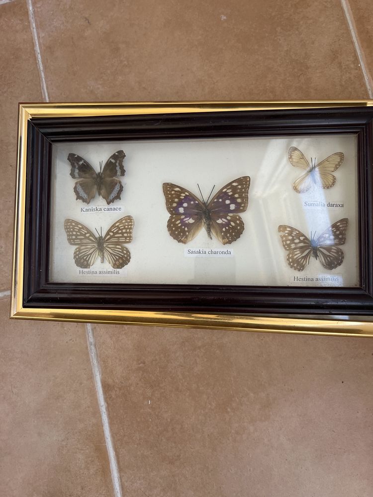 Quadros antigos (4 quadros)