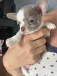 Chlopczyk Chihuahua bialo - liliowy , rodowód …. Piekny