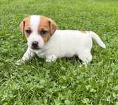 Piesek Jack Russell Terrier/ Magic Jack