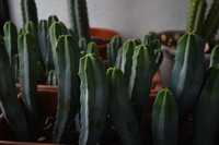 cactus para crescimento